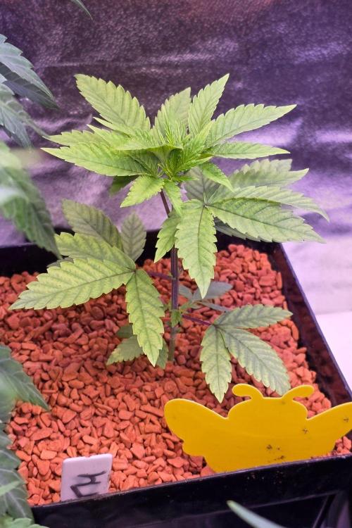 Sensi Seeds X CCG. Week 4