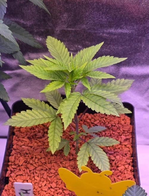 Sensi Seeds X CCG. Week 4