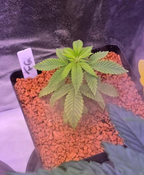 Sensi Seeds X CCG. Week 4