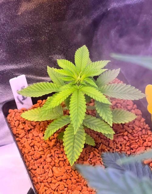 Sensi Seeds X CCG. Week 4