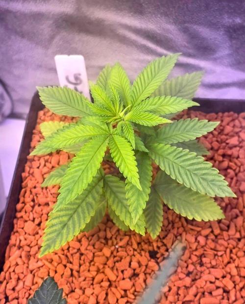 Sensi Seeds X CCG. Week 4