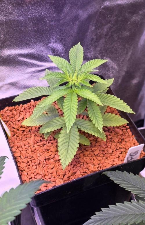 Sensi Seeds X CCG. Week 4