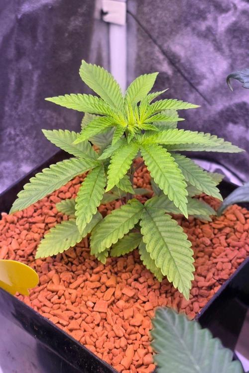 Sensi Seeds X CCG. Week 4