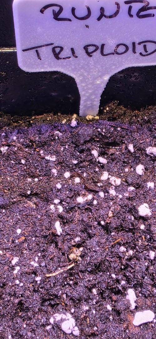 Triploid. Week 0