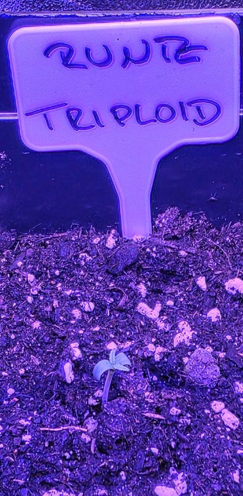 Triploid. Week 0