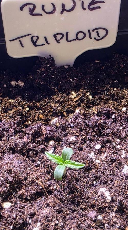 Triploid. Week 0
