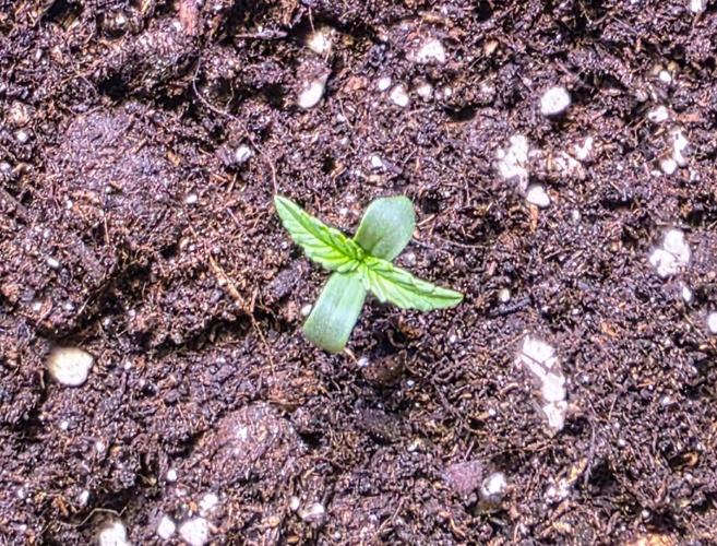 Triploid. Week 0