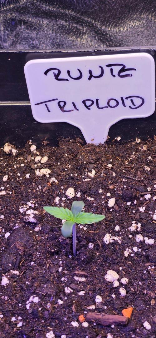 Triploid. Week 0