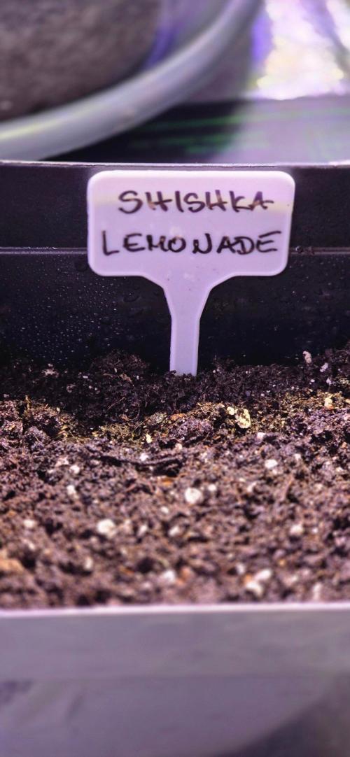 Greenhouse CCG Grow. Week 0