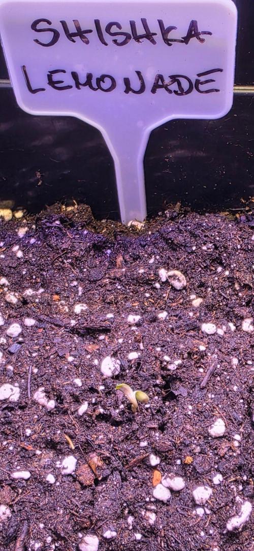 Greenhouse CCG Grow. Week 0