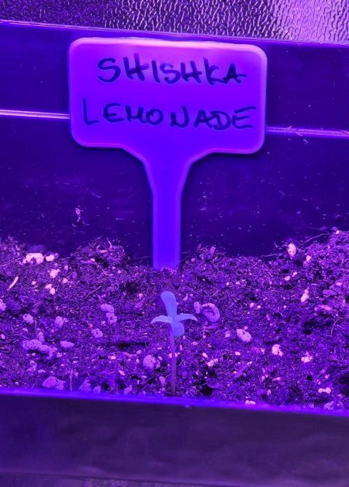 Greenhouse CCG Grow. Week 0