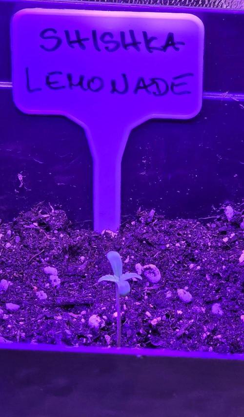 Greenhouse CCG Grow. Week 0