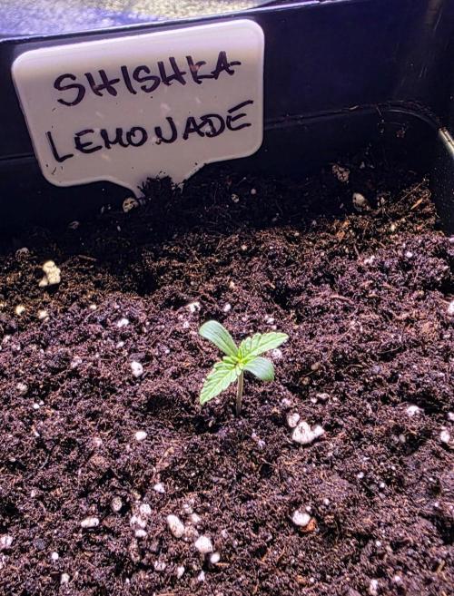 Greenhouse CCG Grow. Week 0