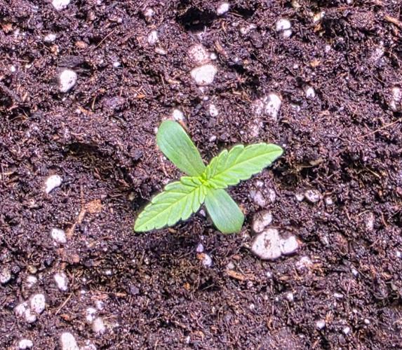 Greenhouse CCG Grow. Week 0