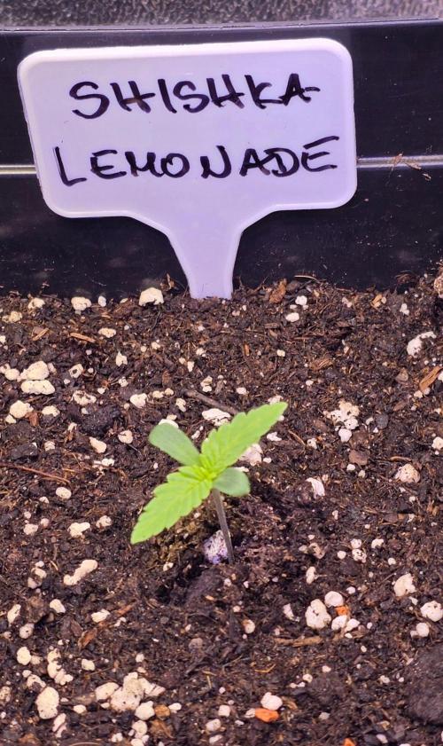 Greenhouse CCG Grow. Week 0