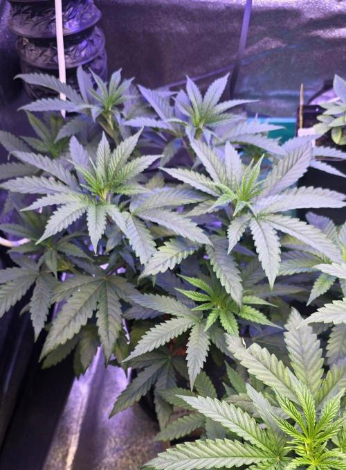 White Runtz X Spritzer. Week 7