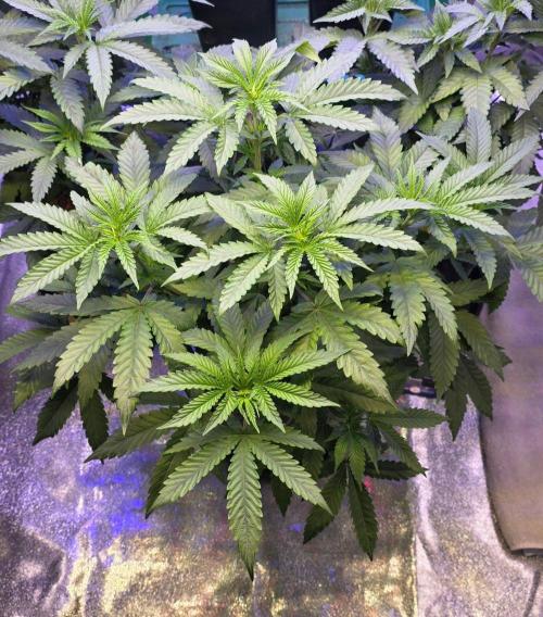 White Runtz X Spritzer. Week 7