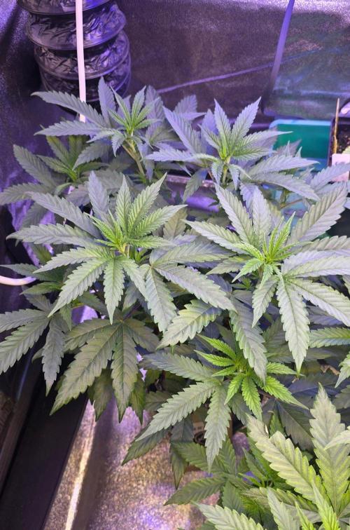 White Runtz X Spritzer. Week 7
