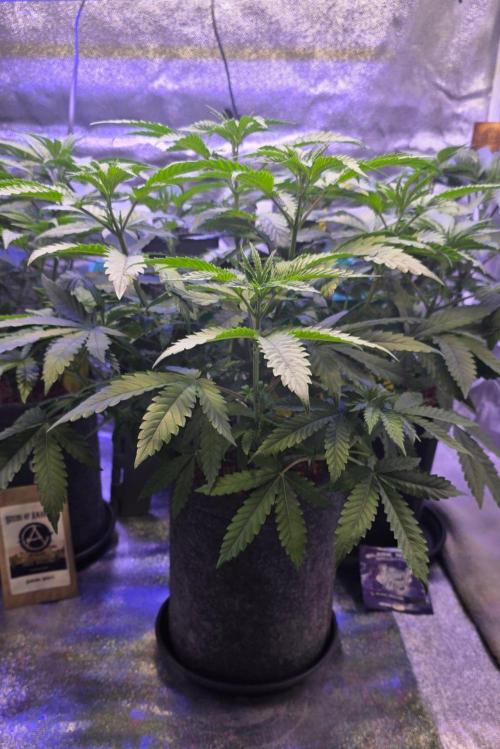 White Runtz X Spritzer. Week 7