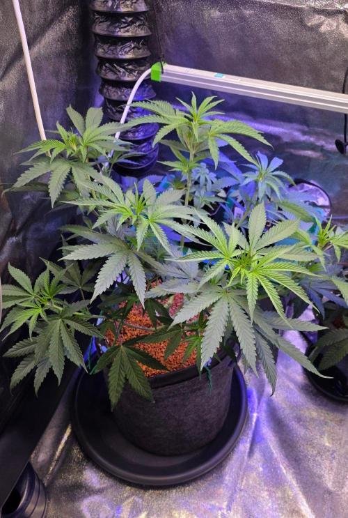White Runtz X Spritzer. Week 7
