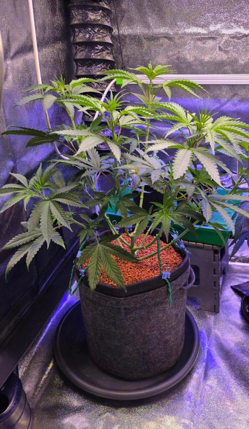 White Runtz X Spritzer. Week 7