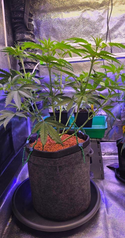 White Runtz X Spritzer. Week 7