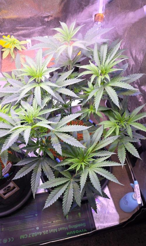 White Runtz X Spritzer. Week 8