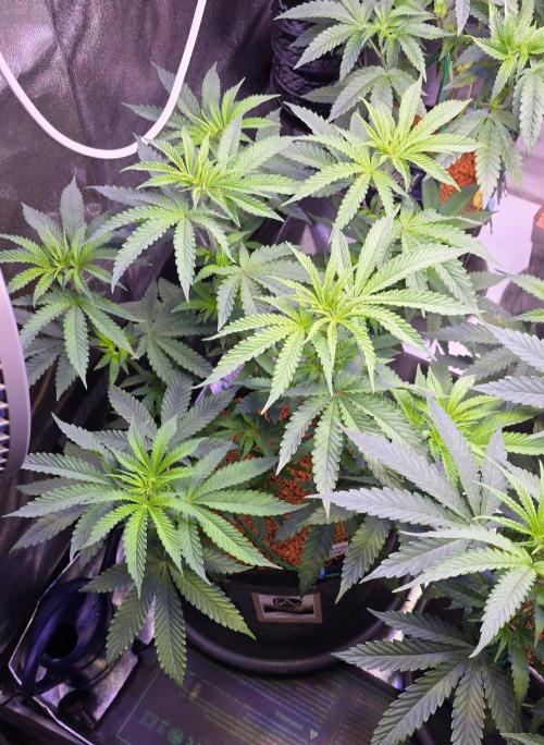 White Runtz X Spritzer. Week 8