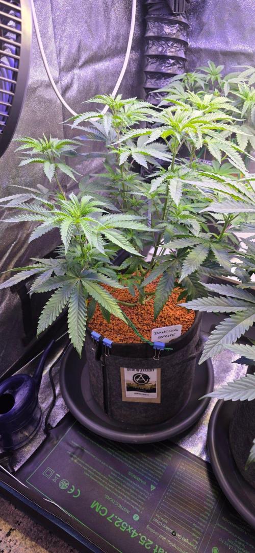 White Runtz X Spritzer. Week 8