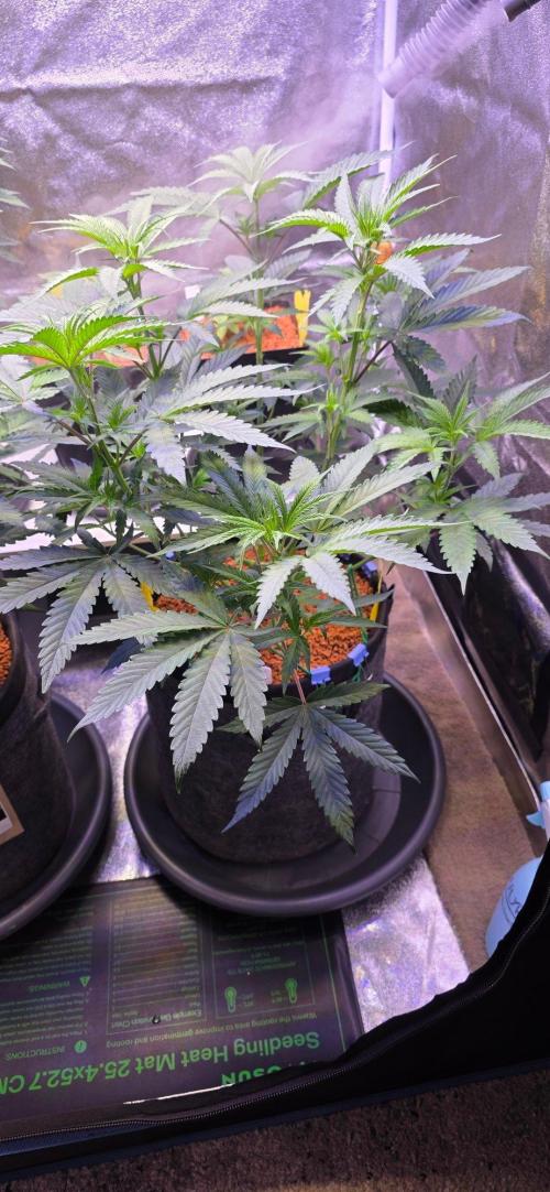 White Runtz X Spritzer. Week 8