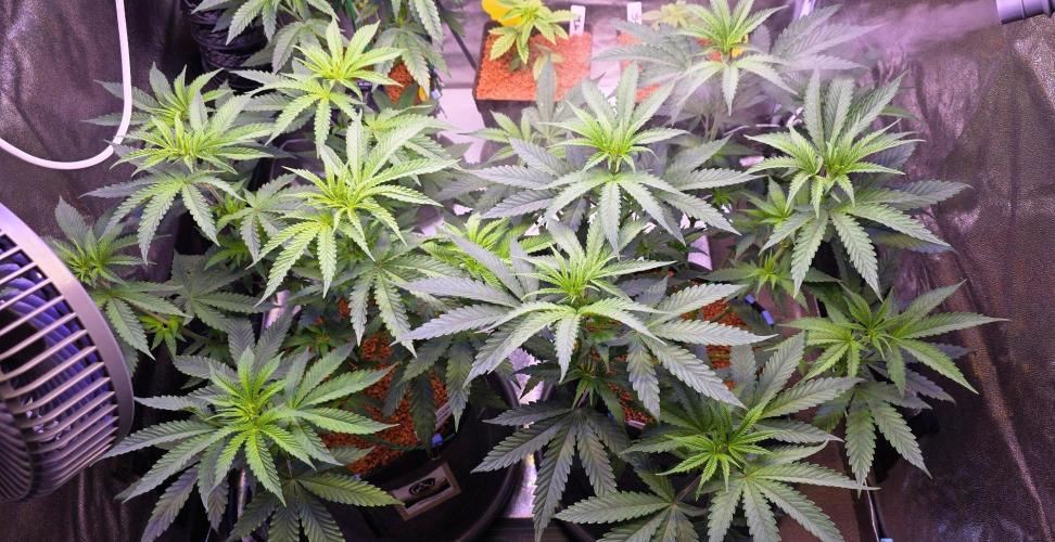 White Runtz X Spritzer. Week 8