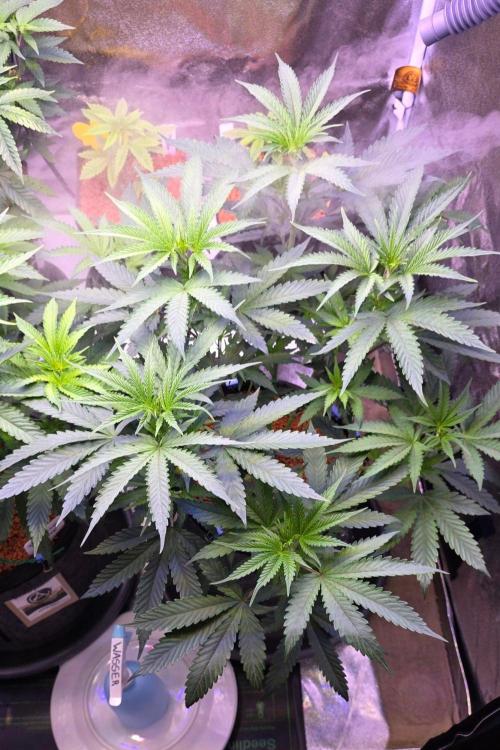 White Runtz X Spritzer. Week 8