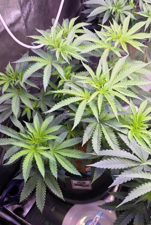 White Runtz X Spritzer. Week 8