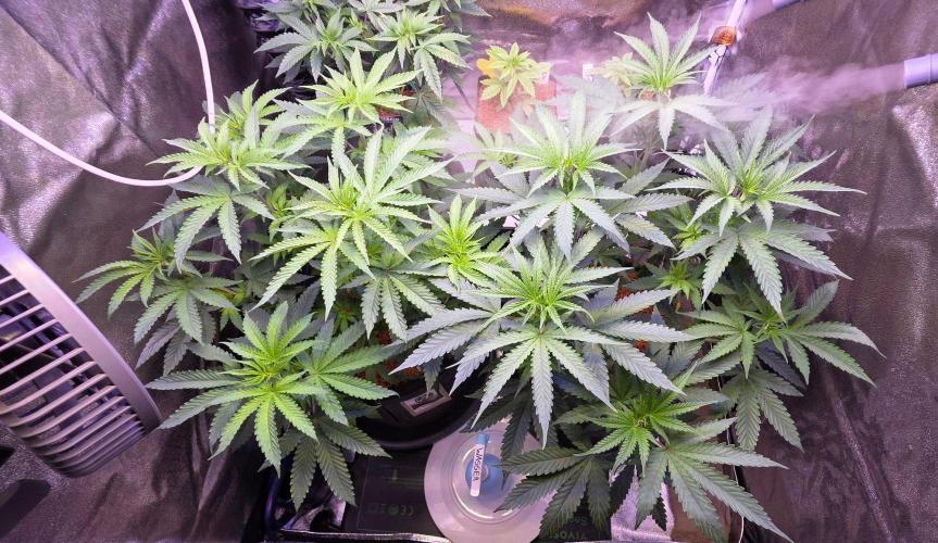 White Runtz X Spritzer. Week 8