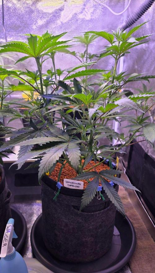 White Runtz X Spritzer. Week 8