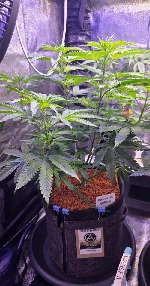 White Runtz X Spritzer. Week 8