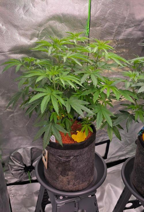 White Runtz X Spritzer. Week 8