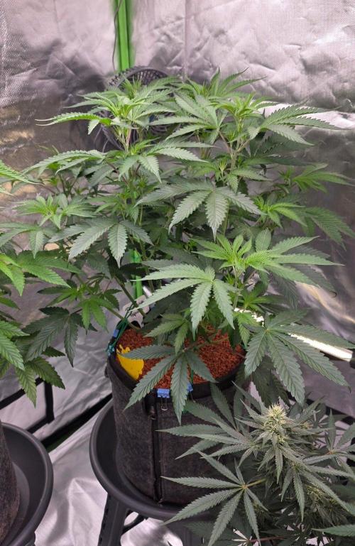 White Runtz X Spritzer. Week 8