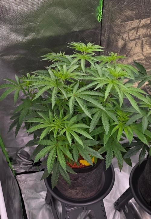 White Runtz X Spritzer. Week 8