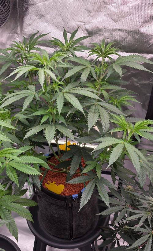 White Runtz X Spritzer. Week 8