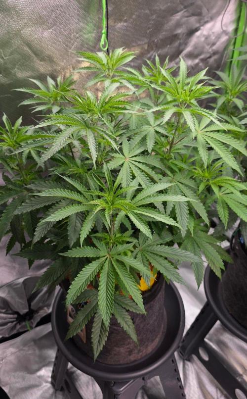 White Runtz X Spritzer. Week 8