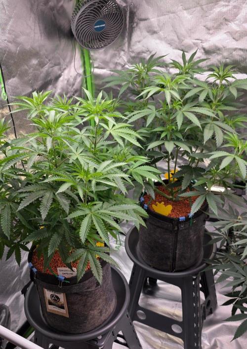 White Runtz X Spritzer. Week 8