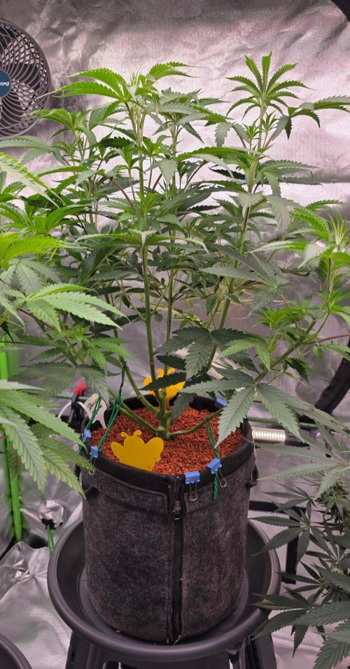 White Runtz X Spritzer. Week 8