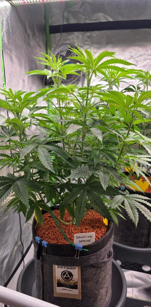 White Runtz X Spritzer. Week 8