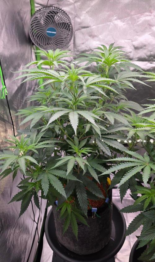 White Runtz X Spritzer. Week 8
