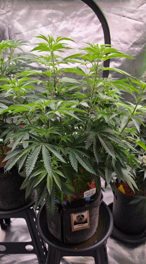 White Runtz X Spritzer. Week 8