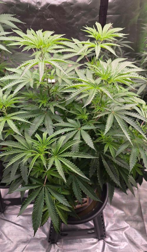 White Runtz X Spritzer. Week 8