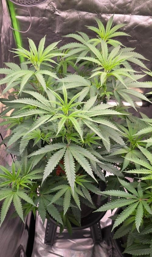 White Runtz X Spritzer. Week 8