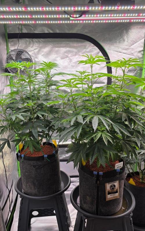 White Runtz X Spritzer. Week 8