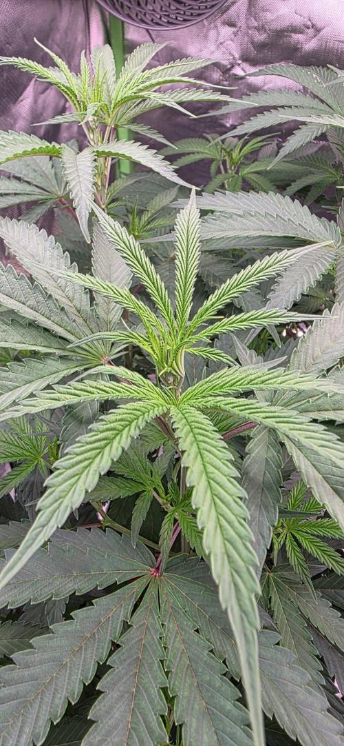 White Runtz X Spritzer. Week 8